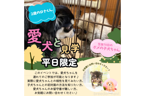 成約済の静岡県のトイプードル-358515の3枚目